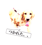 3匹の犬たち（個別スタンプ：6）