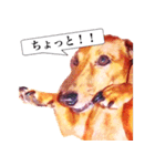 3匹の犬たち（個別スタンプ：13）