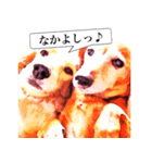 3匹の犬たち（個別スタンプ：36）