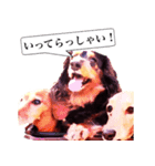 3匹の犬たち（個別スタンプ：40）