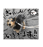 愛犬ししゃも（個別スタンプ：28）