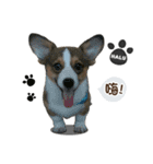 Corgi Puppy: Halu（個別スタンプ：1）