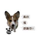 Corgi Puppy: Halu（個別スタンプ：2）