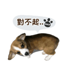 Corgi Puppy: Halu（個別スタンプ：3）