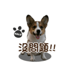 Corgi Puppy: Halu（個別スタンプ：4）