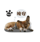 Corgi Puppy: Halu（個別スタンプ：6）