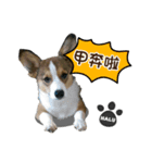 Corgi Puppy: Halu（個別スタンプ：11）