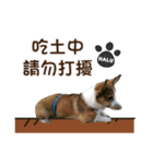 Corgi Puppy: Halu（個別スタンプ：12）