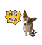 Corgi Puppy: Halu（個別スタンプ：14）