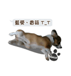 Corgi Puppy: Halu（個別スタンプ：15）