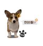 Corgi Puppy: Halu（個別スタンプ：16）