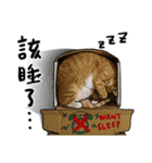 Egg Head's Cat Roommates photographs（個別スタンプ：11）