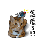 Egg Head's Cat Roommates photographs（個別スタンプ：13）