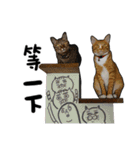 Egg Head's Cat Roommates photographs（個別スタンプ：15）