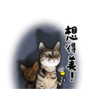 Egg Head's Cat Roommates photographs（個別スタンプ：19）