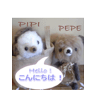 羊毛フェルト PIPI＆PEPE（個別スタンプ：1）