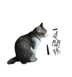 cute cat daily（個別スタンプ：1）