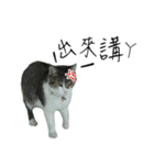 cute cat daily（個別スタンプ：4）