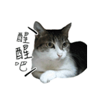 cute cat daily（個別スタンプ：16）