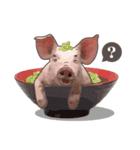 Pig daily life（個別スタンプ：1）