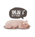 Pig daily life（個別スタンプ：32）