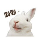 Bosstwo-CUTE Rabbit（個別スタンプ：2）