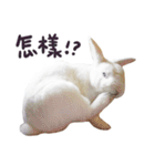 Bosstwo-CUTE Rabbit（個別スタンプ：3）