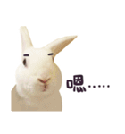 Bosstwo-CUTE Rabbit（個別スタンプ：4）