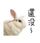 Bosstwo-CUTE Rabbit（個別スタンプ：8）