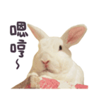 Bosstwo-CUTE Rabbit（個別スタンプ：11）