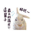 Bosstwo-CUTE Rabbit（個別スタンプ：16）