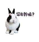 Bosstwo-CUTE Rabbit（個別スタンプ：29）