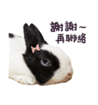 Bosstwo-CUTE Rabbit（個別スタンプ：31）