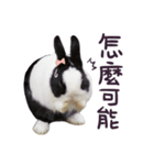 Bosstwo-CUTE Rabbit（個別スタンプ：35）