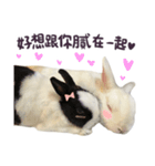 Bosstwo-CUTE Rabbit（個別スタンプ：36）