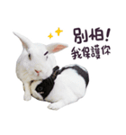 Bosstwo-CUTE Rabbit（個別スタンプ：37）