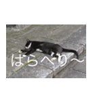 公園猫【日常会話編】（個別スタンプ：1）