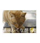 公園猫【日常会話編】（個別スタンプ：2）