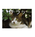 公園猫【日常会話編】（個別スタンプ：4）