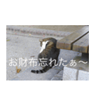 公園猫【日常会話編】（個別スタンプ：8）