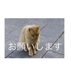 公園猫【日常会話編】（個別スタンプ：9）