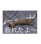 公園猫【日常会話編】（個別スタンプ：10）