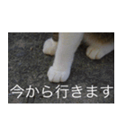 公園猫【日常会話編】（個別スタンプ：11）