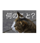 公園猫【日常会話編】（個別スタンプ：14）