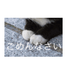 公園猫【日常会話編】（個別スタンプ：15）