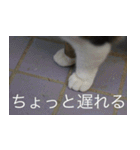 公園猫【日常会話編】（個別スタンプ：16）