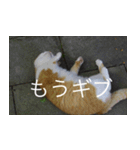 公園猫【日常会話編】（個別スタンプ：18）