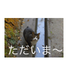 公園猫【日常会話編】（個別スタンプ：19）