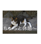 公園猫【日常会話編】（個別スタンプ：20）