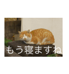 公園猫【日常会話編】（個別スタンプ：21）